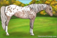 Horse Color:Silver Bay Appaloosa Rabicano 