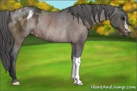 Horse Color:Bay Appaloosa Rabicano