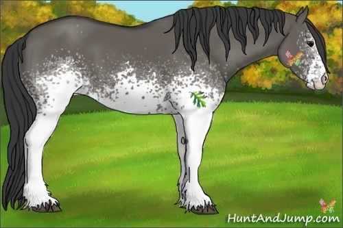 Horse Color:White Spotted Grullo