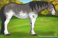 Horse Color:White Spotted Grullo