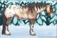 Horse Color:Bay Onyx Appaloosa 