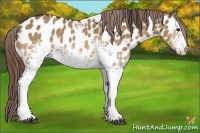 Horse Color:White Spotted Bay Dun Appaloosa 
