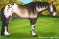 Horse Color:Brown Onyx Appaloosa