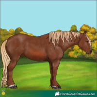 Horse Color:Chestnut Sabino