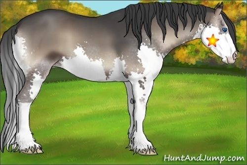 Horse Color:Blue Onyx Splash 