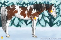 Horse Color:White Spotted Brown Splash 