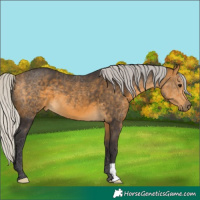 Horse Color:Silver Buckskin 