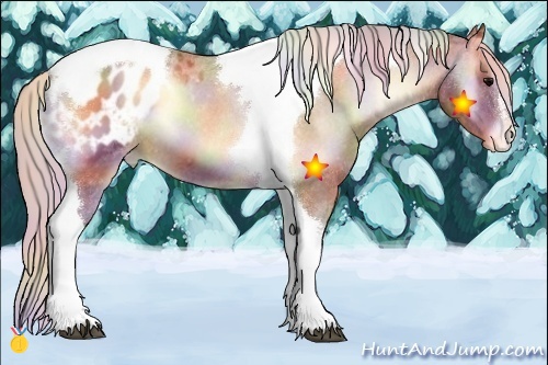 Horse Color:Nacre Silver Bay Onyx Sabino Tobiano Appaloosa 
