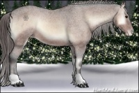 Horse Color:Bay Onyx Appaloosa 