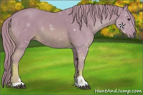 Horse Color:Watercolor Chestnut Sabino