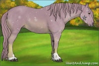 Horse Color:Watercolor Chestnut Sabino 