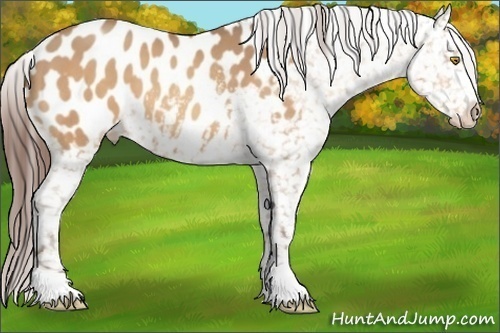 Horse Color:Amber Champagne Appaloosa 