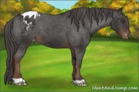 Horse Color:Liver Chestnut Appaloosa