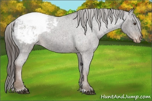 Horse Color:Liver Red Roan Varnish