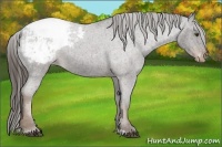 Horse Color:Liver Red Roan Varnish