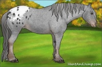 Horse Color:Liver Chestnut Appaloosa 