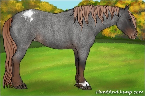 Horse Color:Liver Red Roan Appaloosa 