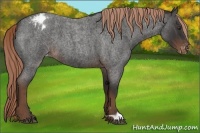 Horse Color:Liver Red Roan Varnish