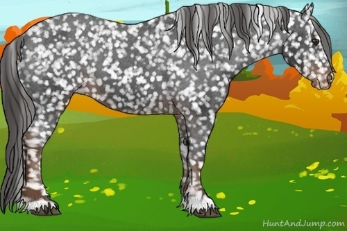 Horse Color:Liver Chestnut Appaloosa 
