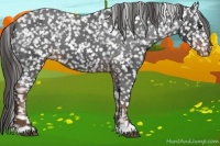 Horse Color:Liver Chestnut Snowflake Varnish