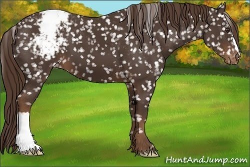Horse Color:Liver Chestnut Appaloosa 