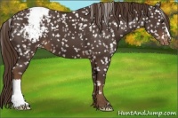 Horse Color:Liver Chestnut Appaloosa 