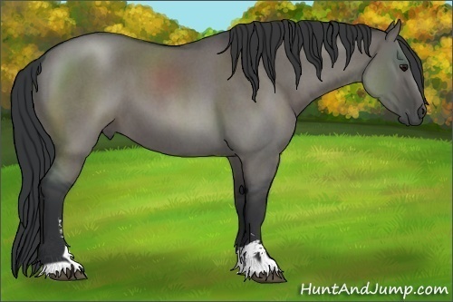 Horse Color:Grullo Roan Sabino