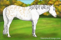 Horse Color:White Spotted Gold Champagne Dun Appaloosa