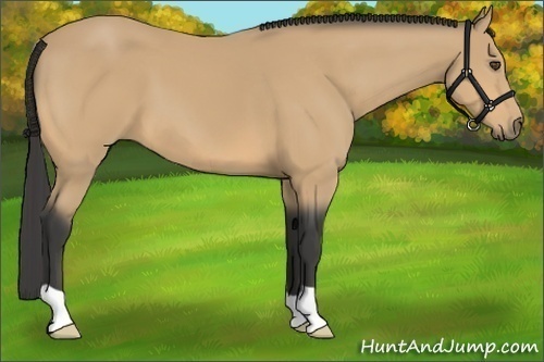 Horse Color:Buckskin 