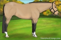 Horse Color:Buckskin 