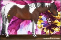 Horse Color:Bay Tobiano 