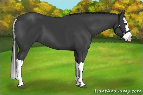Horse Color:Smoky Black Splash 