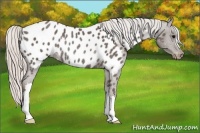 Horse Color:Silver Black Appaloosa Rabicano