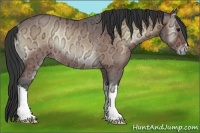 Horse Color:Bay Ice Onyx Rabicano 