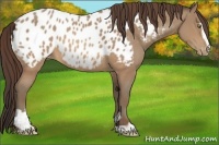 Horse Color:Sable Champagne Sabino Appaloosa 