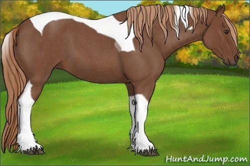 Horse Color:Red Roan Tobiano 