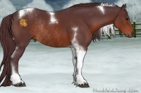 Horse Color:Chocolate Brown Tobiano Rabicano 