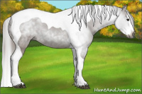 Horse Color:Gray Black Splash Tobiano 