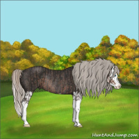 Horse Color:Silver Black Sabino Splash Rabicano  and Gray Silver Brown Sabino Splash Rabicano 