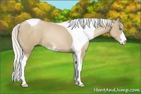 Horse Color:Silver Grullo Pearl Sabino Tobiano