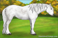 Horse Color:Gray White Spotted Smoky Black Tobiano Frame
