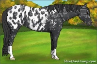 Horse Color:Black Ice Near Leopard 