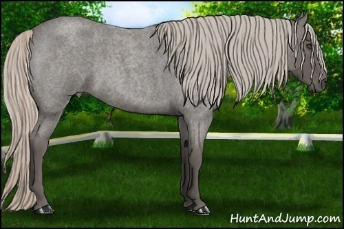 Horse Color:Silver Blue Roan 
