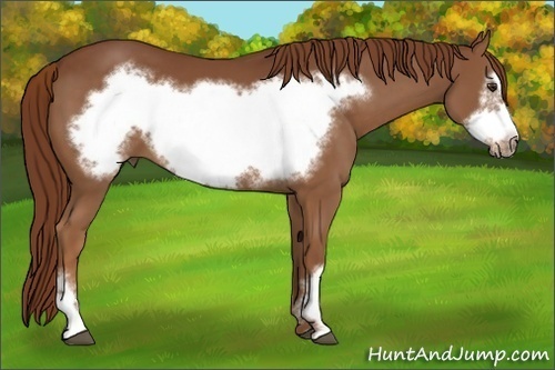 Horse Color:Chestnut Frame
