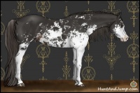Horse Color:Liver Chestnut Sabino
