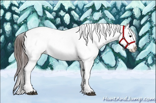 Horse Color:Brown Tobiano Appaloosa