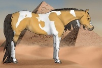 Horse Color:Buckskin Tobiano
