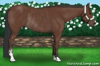 Horse Color:Bay Sabino Rabicano