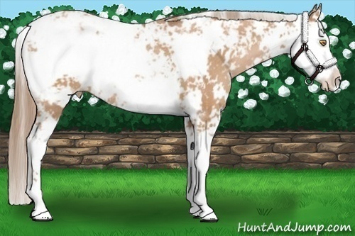 Horse Color:Bay Pearl Sabino Rabicano 