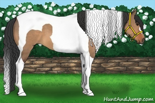 Horse Color:Bay Dun Tobiano